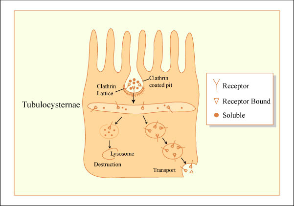 Gastroenterology