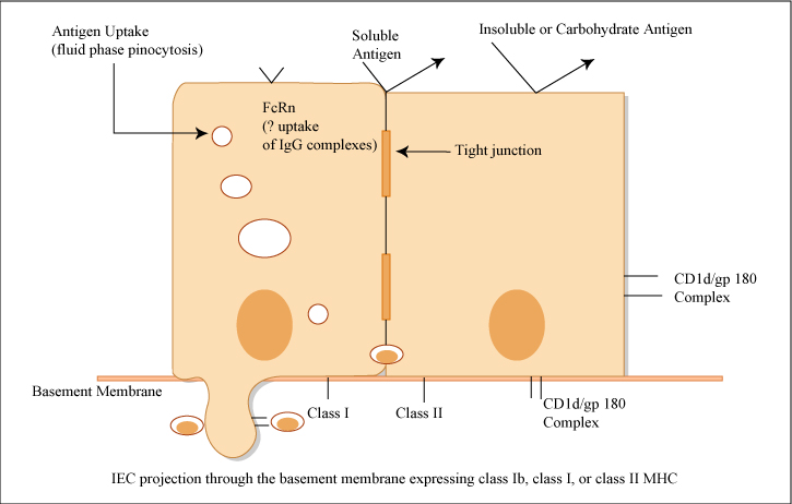 Gastroenterology