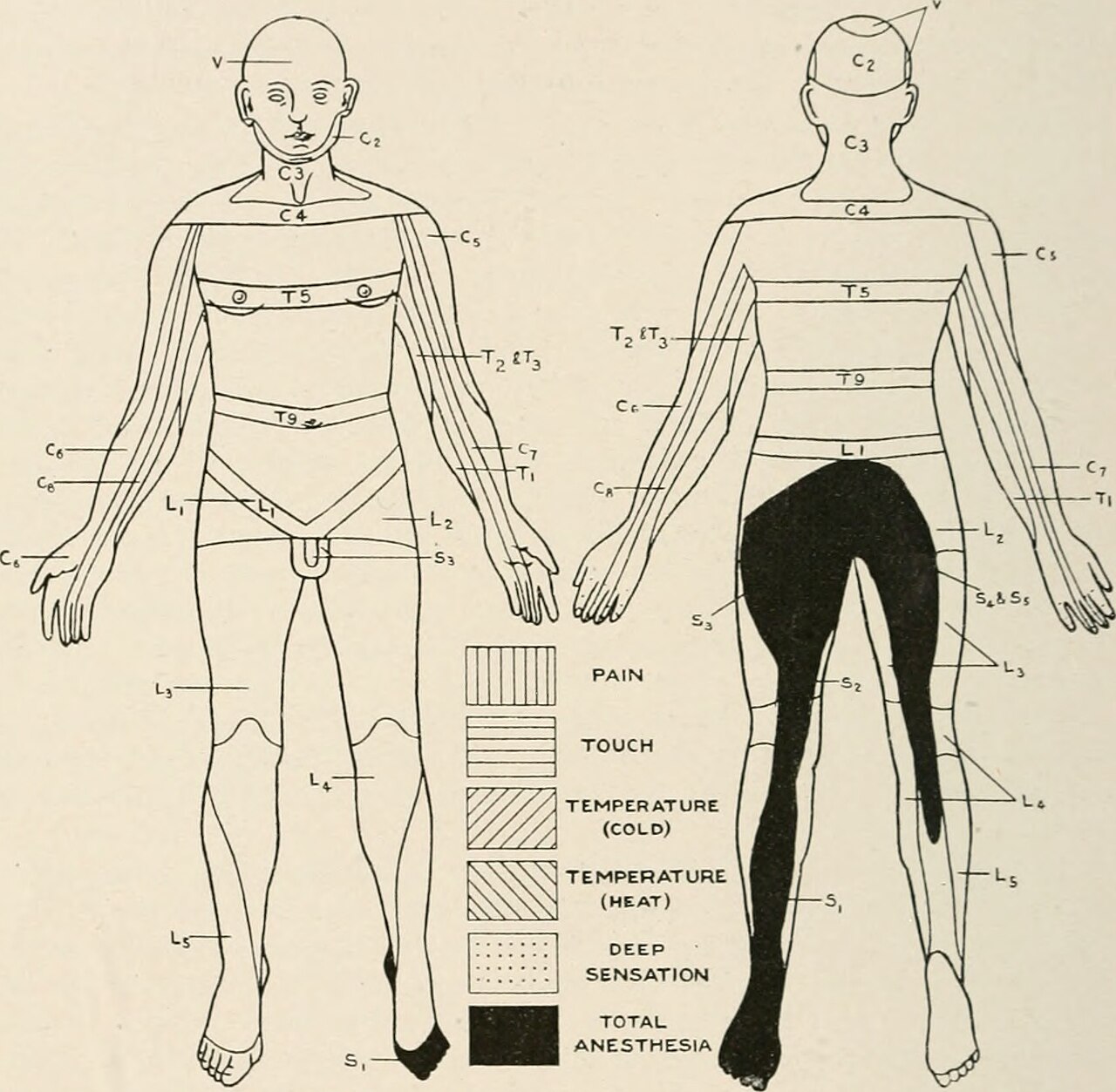Neurology