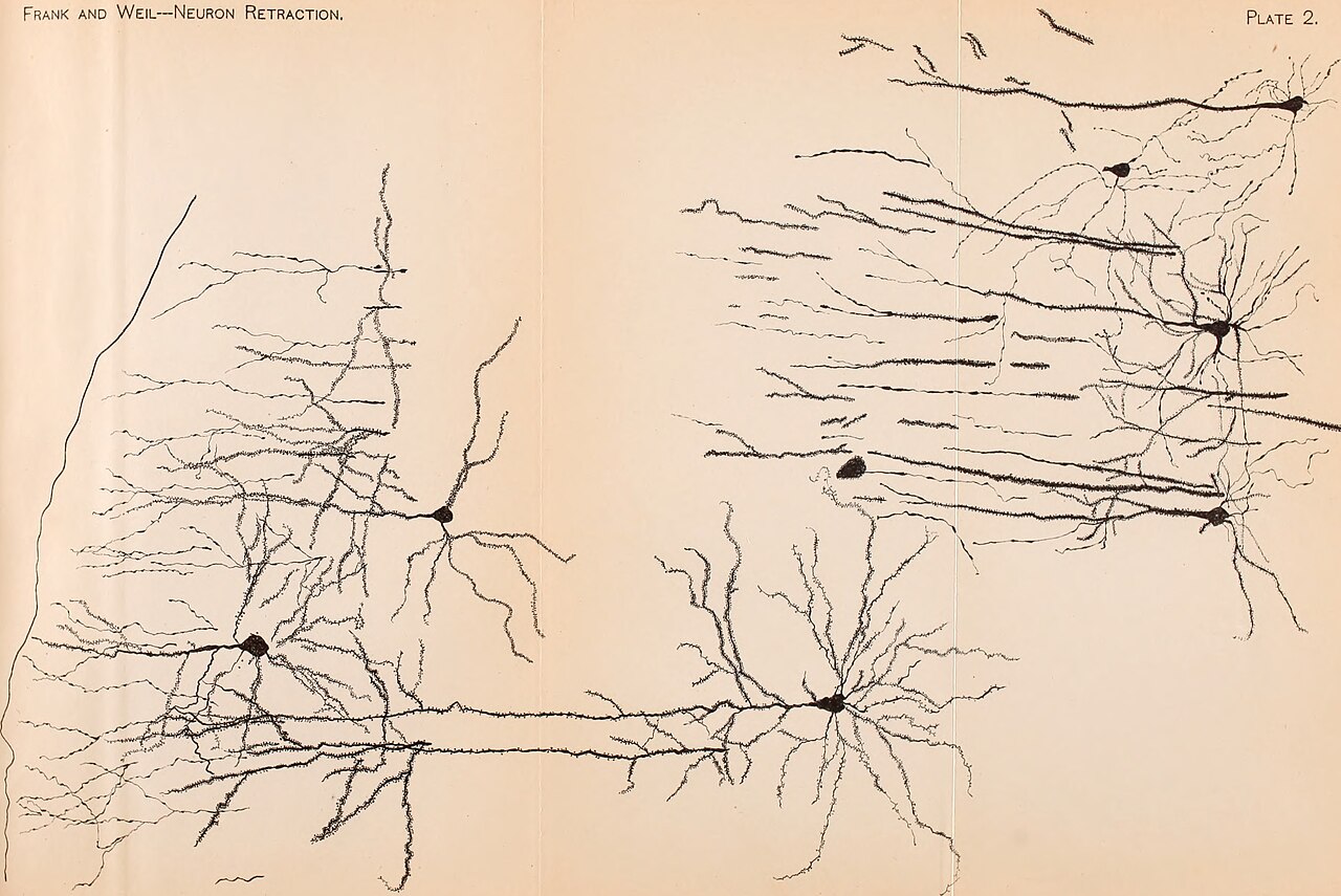 Neurology