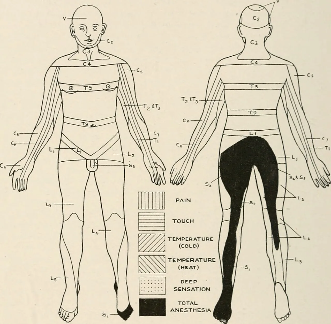 Neurology